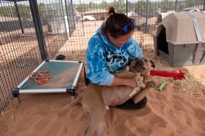 Lou the dog lying in a person's lap getting cuddled