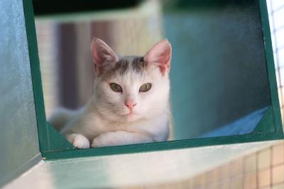 York the cat lying in a wooden cubbie