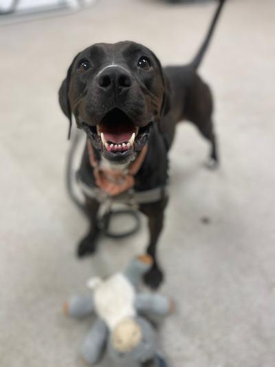 Smiling dog with a plush toy in front of him