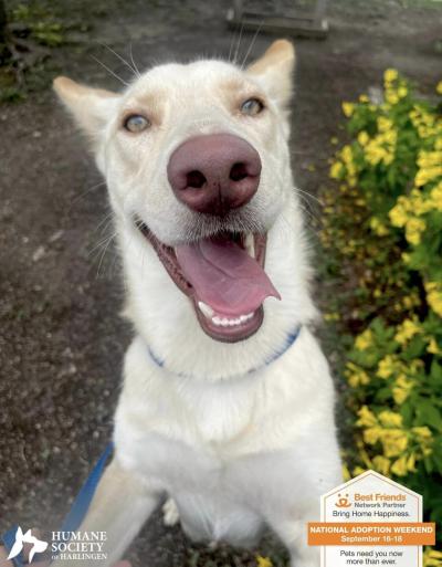 Happy looking dog with tongue out in a poster promoting the national adoption weekend for Humane Society of Harlingen