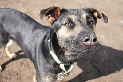 Lulu the dog, wearing a collar and standing outsite