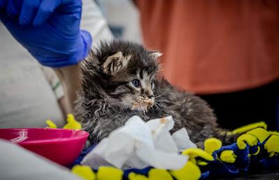 Tabby kitten with gruel on his mouth