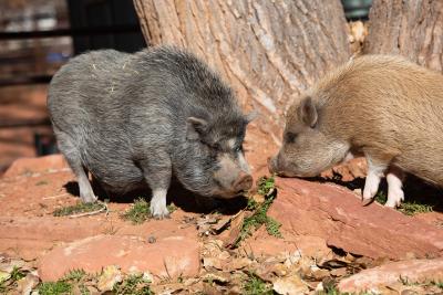 Smokey the pig meeting Peter Porker, another pig