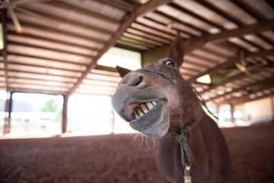 Lucky the mule smiling