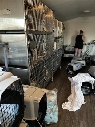 Kennels at the shelter with the cats from the transport in carriers