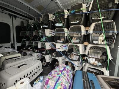 Stacks of carriers containing cats in the transport van