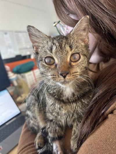 Maddie the tabby cat with a cloud over her eyes