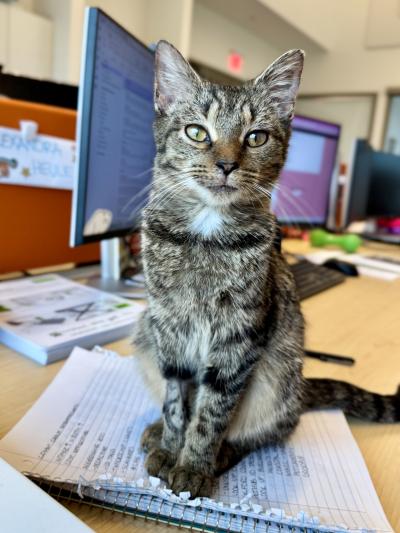 Maddie the cat sitting on a desk