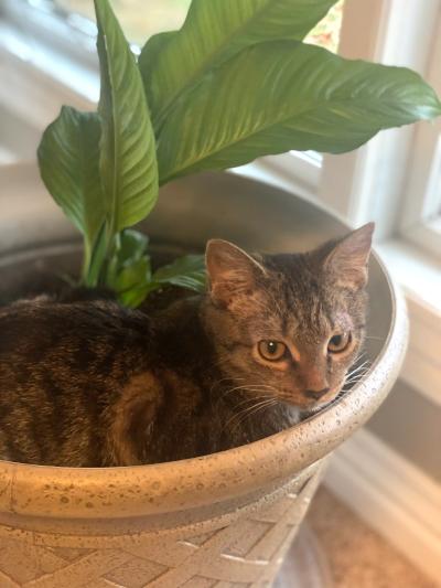 Maddie the cat lying in a pot next to a houseplant