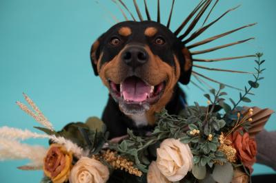 Magenta the dog surrounded by flowers and folliage