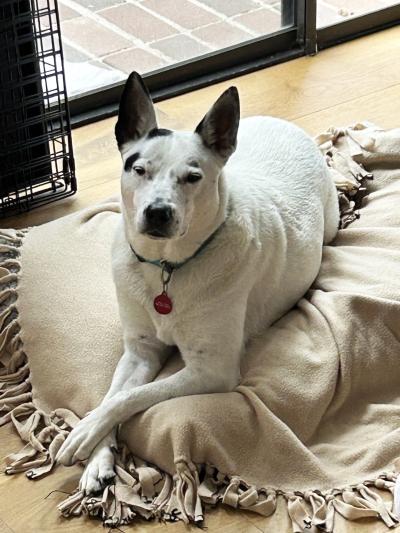 Magnus the dog lying on a dog bed with his front paws crossed