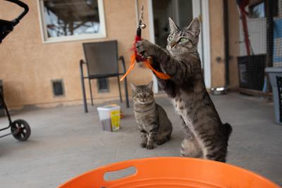 Malone and Chester the cats playing with a wand toy at the Sanctuary