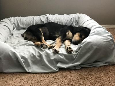 Rein the dog sleeping on a dog bed