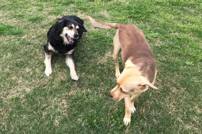 Rein the dog playing with another dog outside