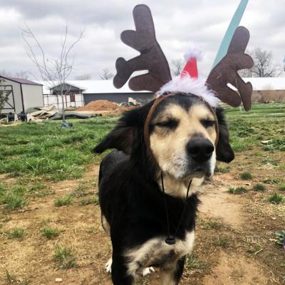 Rein the dog wearing reindeer antlers