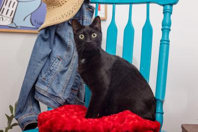 Black cat sitting on a red blanket on a blue chair