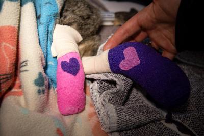 Marble the cat's back legs, covered in pink and purple bandages with hearts