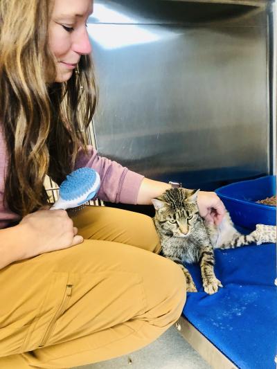 Marble the cat getting brushed