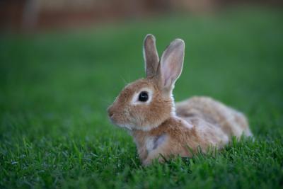 Marilyn Bunroe, outside on the grass