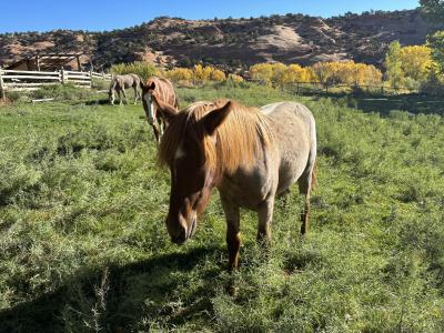 Marina, Belle, and Libby the horses out in a green grass field