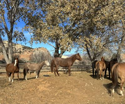 Herd of horses outside