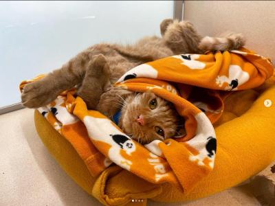 Martin the cat lying sideways in a cat bed partially covered in a blanket