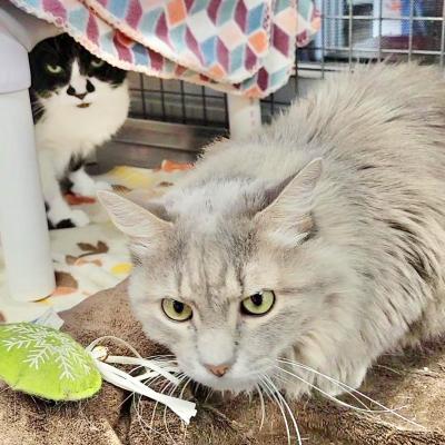 Maui and Harmony the cats in the same kennel together