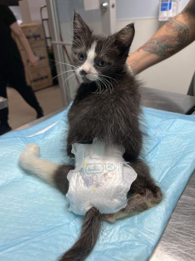 McMuffin the kitten in diapers on an exam table