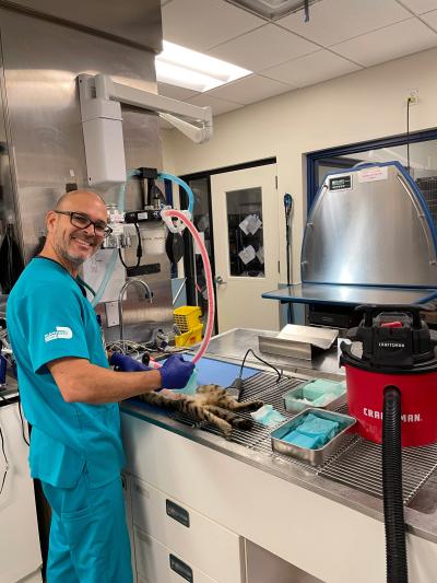 Miami-Dade County Animal Services vet tech Misael Rodriguez preps a cat for surgery.