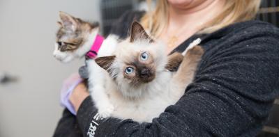 Person holding two kittens, the front one is a Siamese and the other a tabby with white