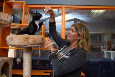 Person clicker training a black and white kitten on a cat tree