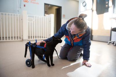 Person kneeling down beside Miles the cat in his mobility cart to pet his back