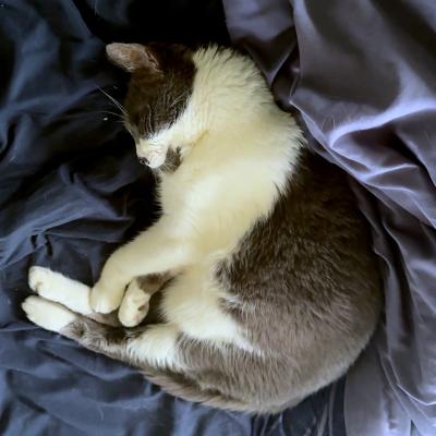 Misty the cat curled up asleep on a bed