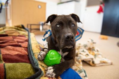 Moogan the dog lying on some blankets holding a green toy ball