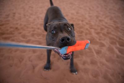 Moogan the dog playing tug-of-war with the toy in his mouth