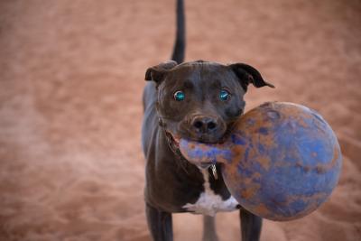 Moogan the dog holding a large ball with handle toy in his mouth