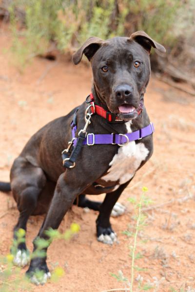 Moogan as a young dog outside wearing a purple harness