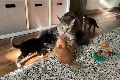 Agave the cat licking one of her kittens