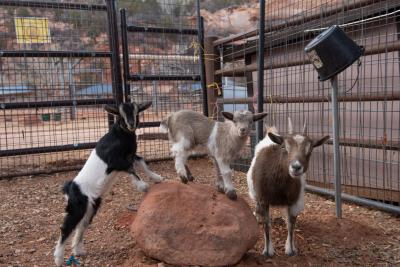 Baby goats playing on a rock