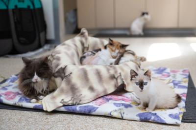 Evelyn the kitten beside a bed on a mat on the floor containing other cats