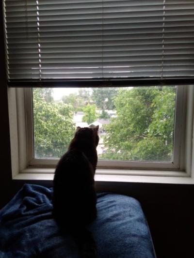 Mr. Truffles the cat silhouetted on a bed looking out a window