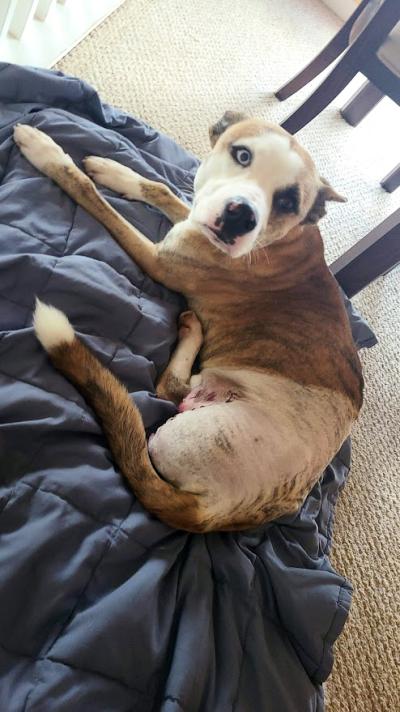 Koda the dog lying on a blanket, following amputation surgery showing the shaved area and missing leg