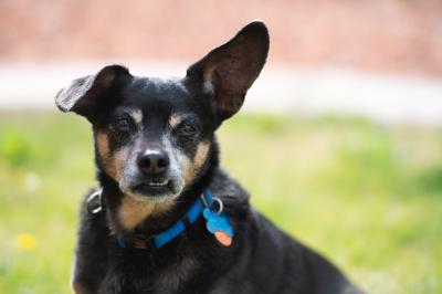 Burgundy the dog, with one ear up and one ear down and a snaggletooth 