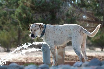 Cholula the dog drinking from a hose