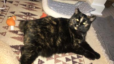 Tiny Tim the tortoiseshell cat in her new home lying on the floor