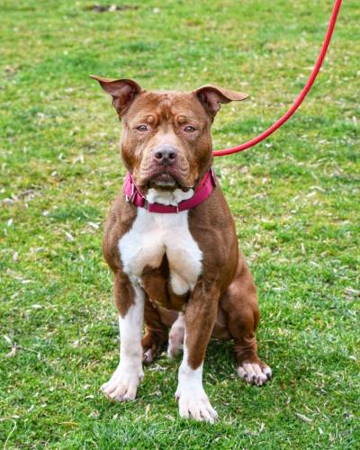 Arrow the brown and white pit-bull-type dog sitting on green grass while on a red leash