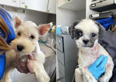 Collage of two photos, featuring Walter and Little Orphan Annie the dogs being held by gloved hands