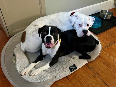 Two boxers from the MSPCA-Angell adoption event