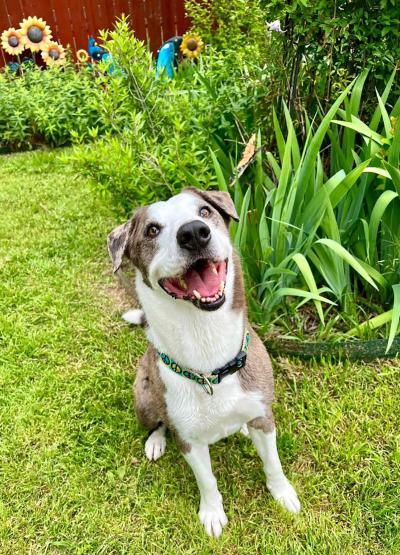 Carlos the dog outside in a yard