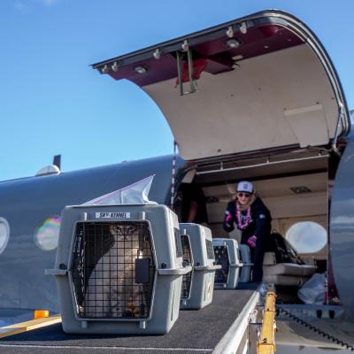 Carriers containing cats being loaded into an airplane